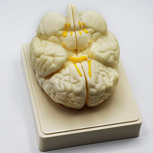 مجسم المخ
